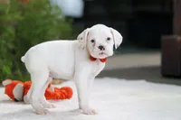 Louie, a male Boxer for sale in Fredericksburg, OH – Photo 3 of 6