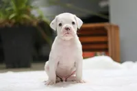 Louie, a male Boxer for sale in Fredericksburg, OH – Photo 4 of 7