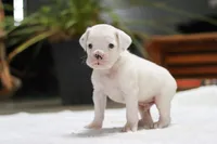 Louie, a male Boxer for sale in Fredericksburg, OH – Photo 6 of 7