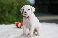 Louie, a male Boxer for sale in Fredericksburg, OH – Photo 6 of 6