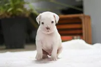 Louie, a male Boxer for sale in Fredericksburg, OH – Photo 2 of 7