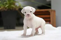 Louie, a male Boxer for sale in Fredericksburg, OH – Photo 1 of 7