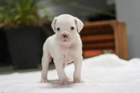 Louie, a male Boxer for sale in Fredericksburg, OH – Photo 3 of 7