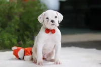 Louie, a male Boxer for sale in Fredericksburg, OH – Photo 1 of 6