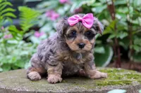 Roxann, a female Yorkipoo for sale in Fredericksburg, OH – 3 of 6