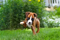 Scooter, a male Boxer for sale in Fredericksburg, OH – 5 of 10