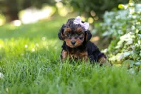 Ariel, a female Yorkipoo for sale in Fredericksburg, OH – 5 of 9