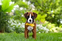 Scooter, a male Boxer for sale in Fredericksburg, OH – 6 of 10