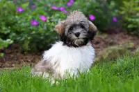 Susie, a female Havanese for sale in Fredericksburg, OH – 4 of 5