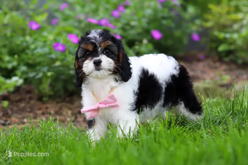Sunnie – Cavapoo puppy for sale in Fredericksburg, OH