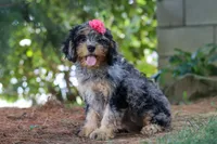 Roxy, a female Cavapoo for sale in Fredericksburg, OH – 4 of 5