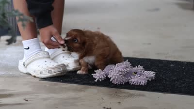 Chase, a male Cavalier King Charles Spaniel for sale in Fredericksburg, OH – 8 of 8