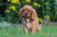 Eclipse, a male Cavalier King Charles Spaniel for sale in Fredericksburg, OH – 3 of 6
