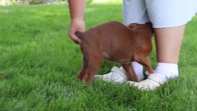 Scooter, a male Boxer for sale in Fredericksburg, OH – 10 of 10