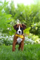 Scooter, a male Boxer for sale in Fredericksburg, OH – 9 of 10
