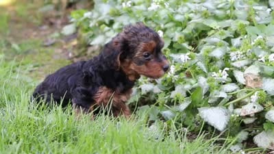 Ariel, a female Yorkipoo for sale in Fredericksburg, OH – 9 of 9
