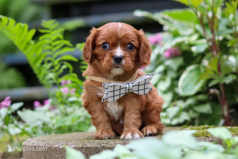 Rusty – Cavalier King Charles Spaniel puppy for sale in Fredericksburg, OH