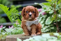 Rusty, a male Cavalier King Charles Spaniel for sale in Fredericksburg, OH – 1 of 6