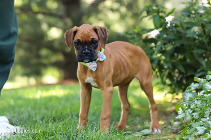 Lily – Boxer puppy for sale in Fredericksburg, OH