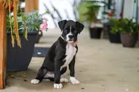 Fido, a male Boxer for sale in Fredericksburg, OH – 7 of 8