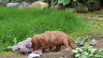 Eclipse, a male Cavalier King Charles Spaniel for sale in Fredericksburg, OH – 6 of 6
