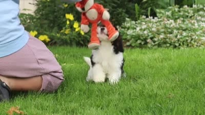 Sunnie, a female Cavapoo for sale in Fredericksburg, OH – 6 of 6