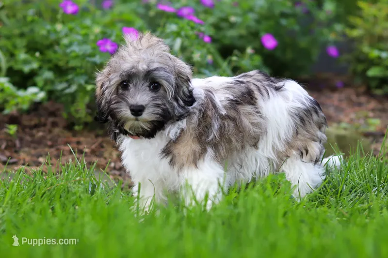 Susie – Havanese puppy for sale in Fredericksburg, OH