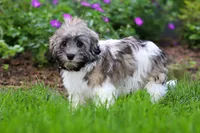Susie, a female Havanese for sale in Fredericksburg, OH – 1 of 5