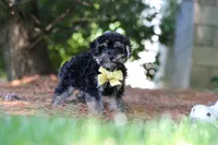 Spike, a male Yorkipoo for sale in Fredericksburg, OH – 5 of 6