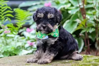 Spike, a male Yorkipoo for sale in Fredericksburg, OH – 3 of 6
