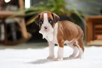 Storm, a male Boxer for sale in Fredericksburg, OH – Photo 6 of 6