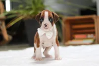 Storm, a male Boxer for sale in Fredericksburg, OH – Photo 3 of 6