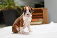 Storm, a male Boxer for sale in Fredericksburg, OH – Photo 2 of 6