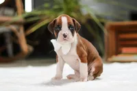 Storm, a male Boxer for sale in Fredericksburg, OH – Photo 4 of 6