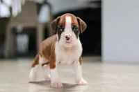 Storm, a male Boxer for sale in Fredericksburg, OH – Photo 1 of 6