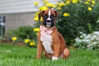 Annie, a female Boxer for sale in Fredericksburg, OH – 2 of 5