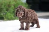 Scott, a male Cavapoo for sale in Fredericksburg, OH – Photo 3 of 4