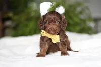 Scott, a male Cavapoo for sale in Fredericksburg, OH – Photo 5 of 5