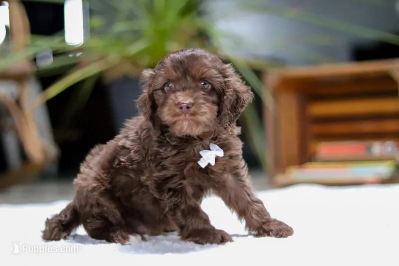 Scott – Cavapoo puppy for sale in Fredericksburg, OH