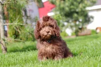 Scott, a male Cavapoo for sale in Fredericksburg, OH – 3 of 5