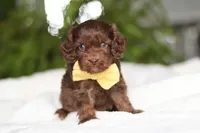 Scott, a male Cavapoo for sale in Fredericksburg, OH – Photo 1 of 5