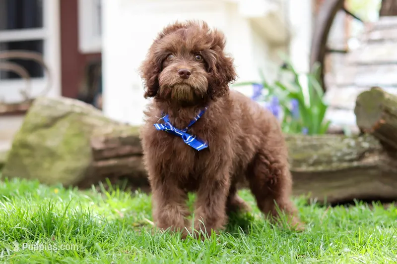 Scott – Cavapoo puppy for sale in Fredericksburg, OH