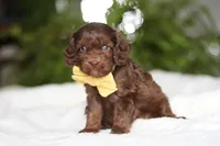 Scott, a male Cavapoo for sale in Fredericksburg, OH – Photo 3 of 5