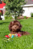 Scott, a male Cavapoo for sale in Fredericksburg, OH – 5 of 5