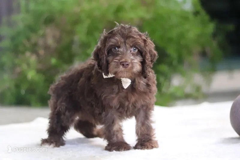 Scott – Cavapoo puppy for sale in Fredericksburg, OH