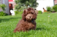 Scott, a male Cavapoo for sale in Fredericksburg, OH – 2 of 5