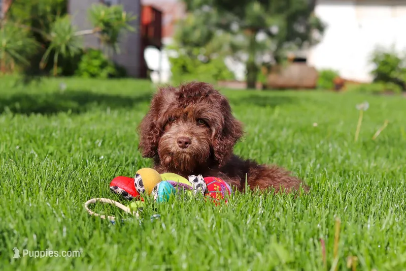 Scott – Cavapoo puppy for sale in Fredericksburg, OH