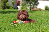 Scott, a male Cavapoo for sale in Fredericksburg, OH – 1 of 5