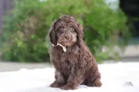 Scott, a male Cavapoo for sale in Fredericksburg, OH – Photo 4 of 4