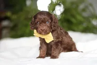 Scott, a male Cavapoo for sale in Fredericksburg, OH – Photo 2 of 5